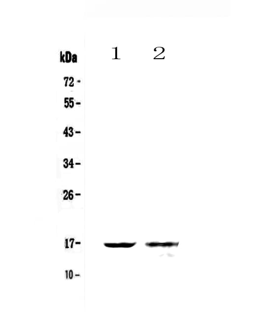 CLC Antibody