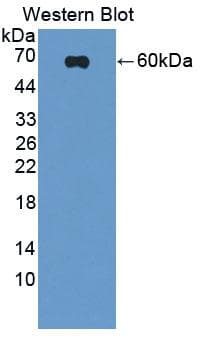 SCRN1 / Secernin 1 Antibody