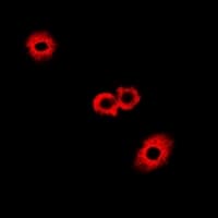 FAH Antibody