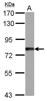 TTC14 Antibody