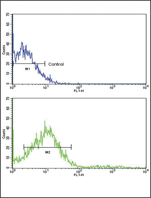 ROR2 Antibody (aa19-50)