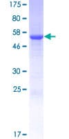 Human TYW3 Protein (Recombinant GST)