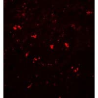 Polyclonal Rabbit anti-Human PPAPDC1A / DPPL2 Antibody (IF, WB)