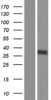 CACNG3 Protein (Over-Expression Lysate Myc-DDK (Flag))