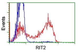 RIT2 / RIN Antibody (clone OTI1G2)