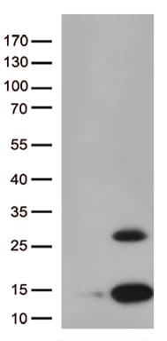 Monoclonal Mouse anti-Human PPY / Pancreatic Polypeptide Antibody (clone OTI1G7, aa30-88, WB)