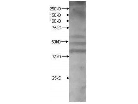 KMO Antibody (aa200-300)