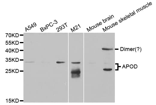 APOD / Apolipoprotein D Antibody