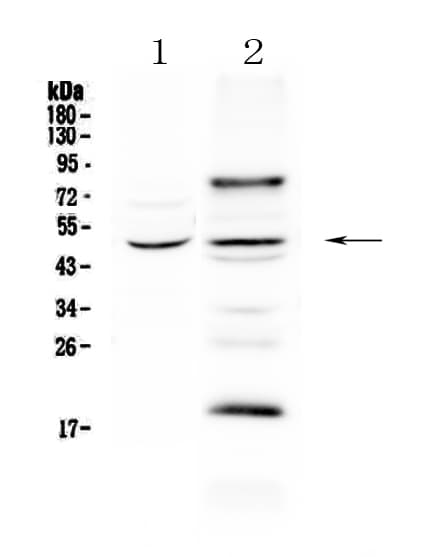 Polyclonal Rabbit anti-Human SKP2 Antibody (WB)