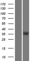 Human THPO / TPO / Thrombopoietin Protein (Over-Expression Lysate Myc-DDK (Flag))
