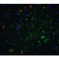 NRTN / Neurturin Antibody