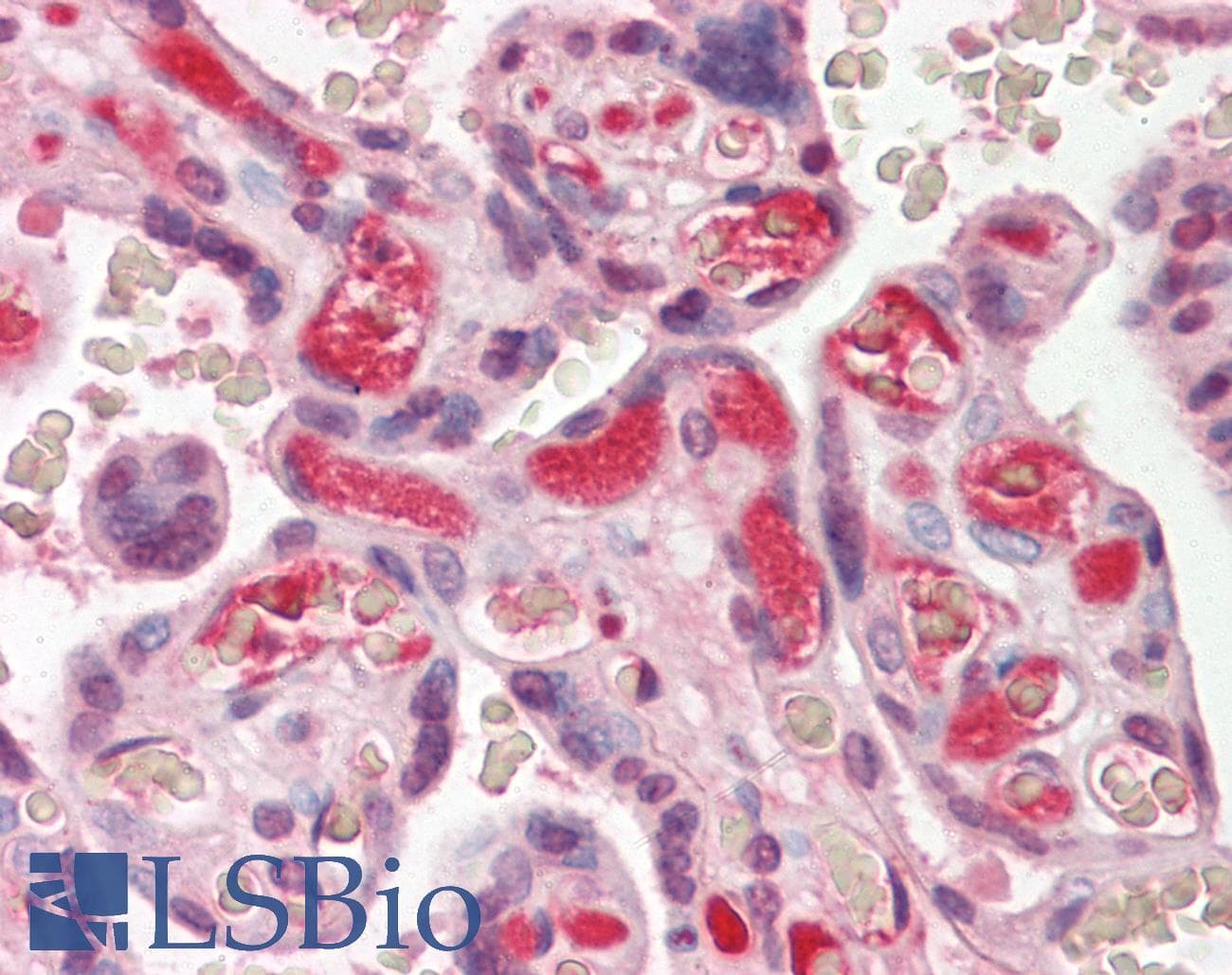 IHC-plus™ Complement C3c Antibody