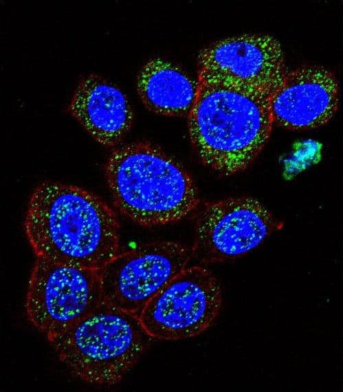 Polyclonal Rabbit anti-Human GAL / Galanin Antibody (aa73-101, IF, WB)
