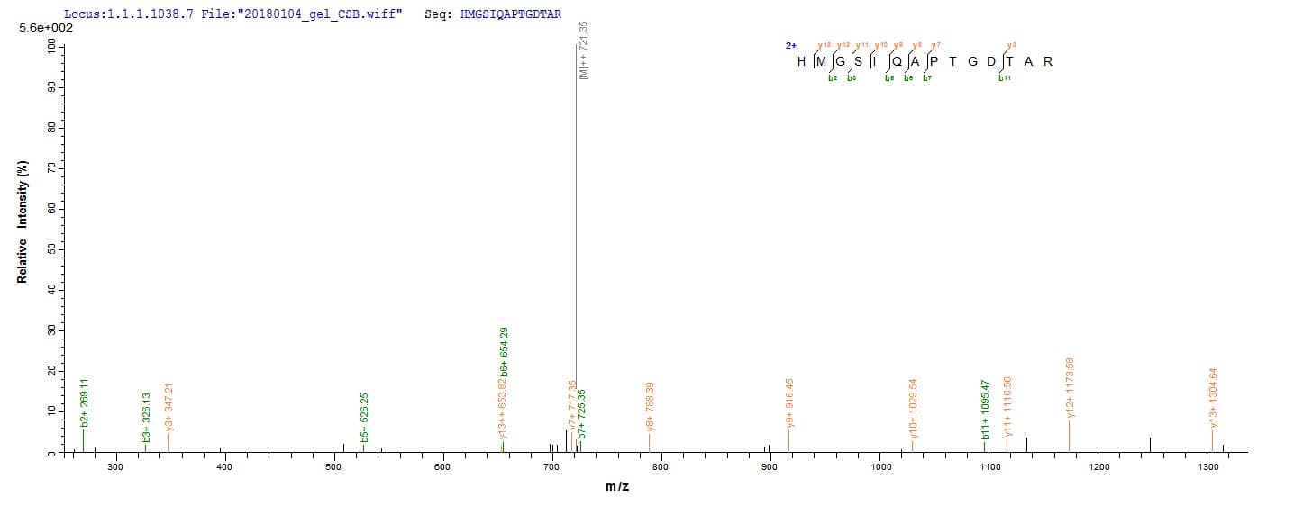 Human HEATR6 / ABC1 Protein (Recombinant 10His, N-terminus + Myc, C-terminus)
