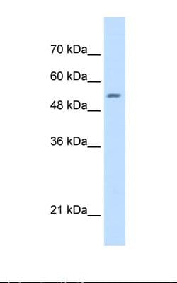 SHMT / SHMT2 Antibody (aa401-450)