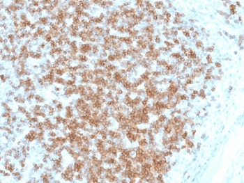 CD22 Antibody (clone BLCAM/1796, Azide-free, BSA-free)