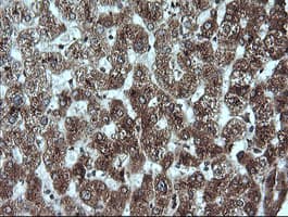 CR6 / GADD45G Antibody (clone OTI2F12, Carrier-free)