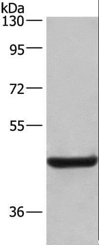 LAMP2 / CD107b Antibody