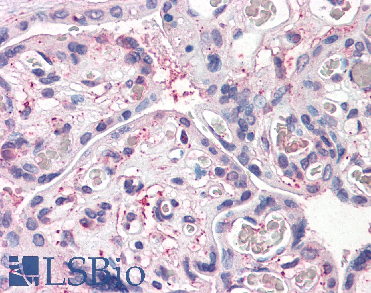 IHC-plus™ DPP4 / CD26 Antibody (N-Terminus)