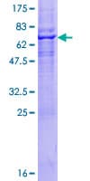 Human RNF150 Protein (Recombinant GST)