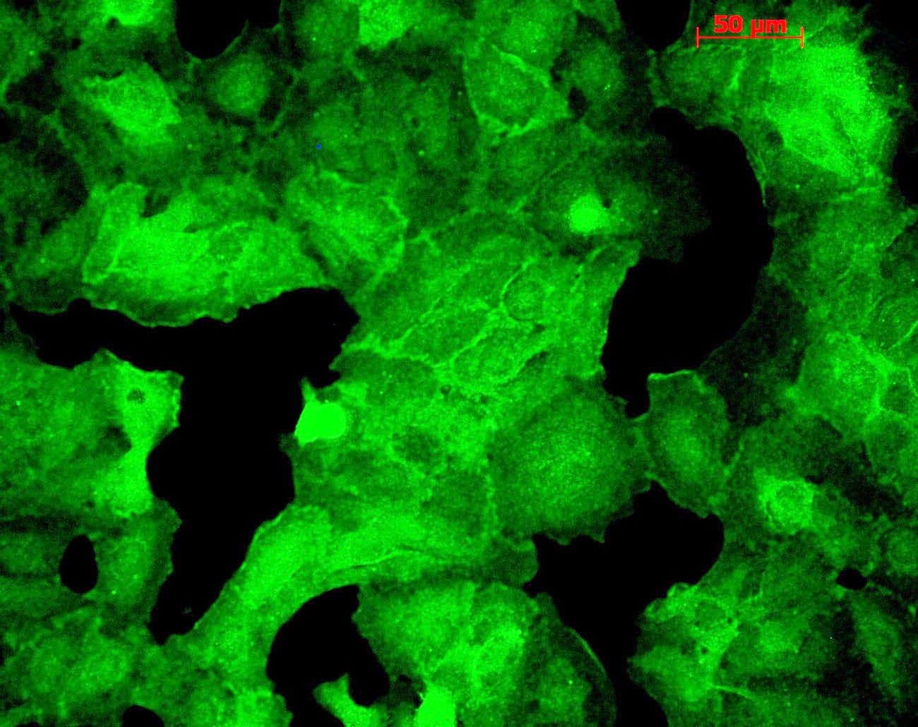 DLG4 / PSD95 Antibody (clone 6G6)