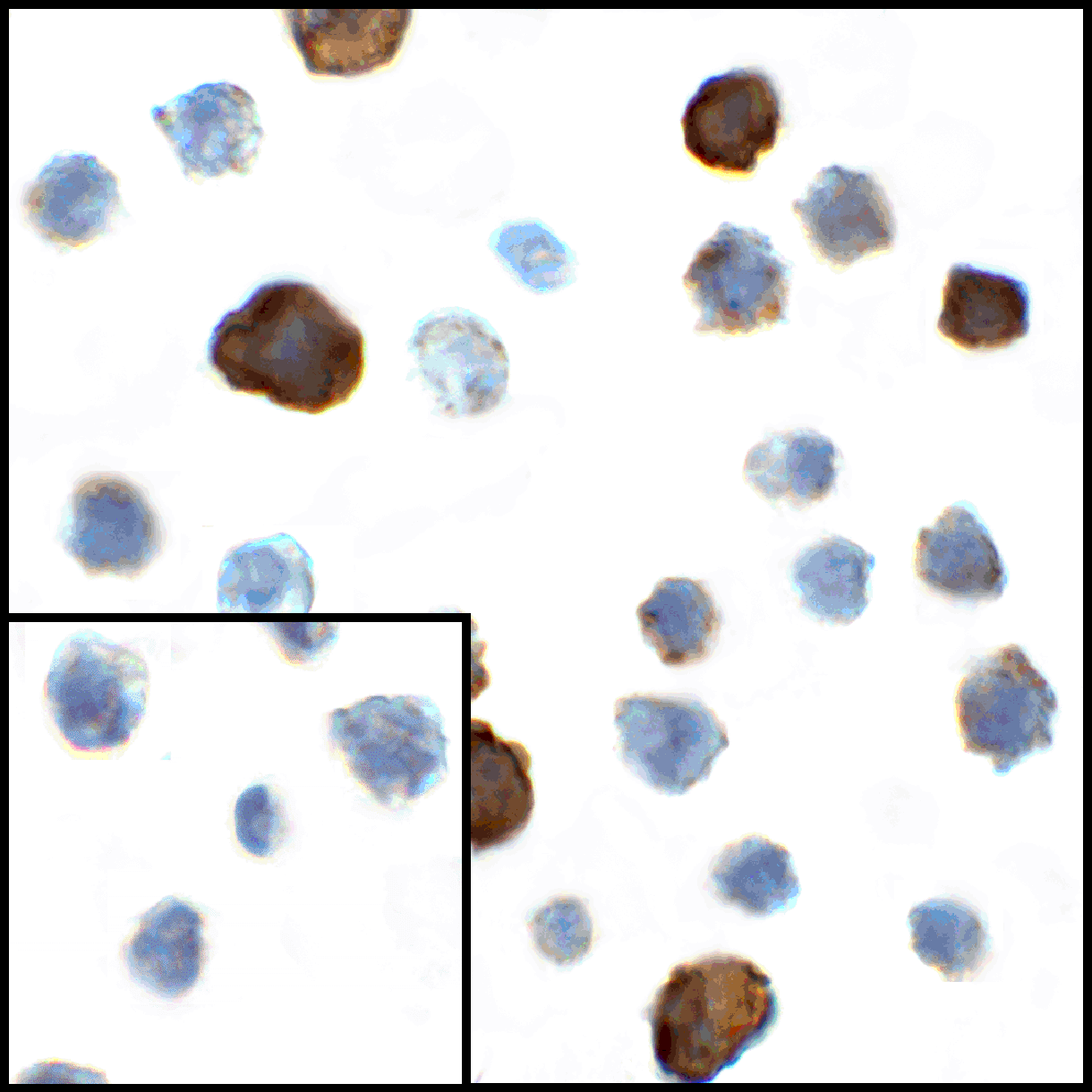 Monoclonal Mouse anti-Human CD80 Antibody (clone 11C12, IHC, IF, WB)