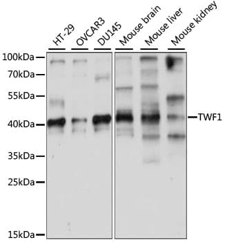 TWF1 / PTK9 Antibody