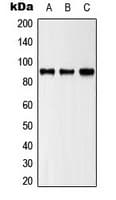 ZAK / MLTK Antibody (C-Terminus)