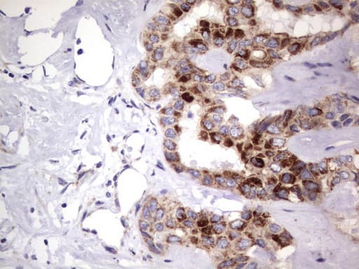 MRPS7 Antibody (aa38-242, clone UMAB156)