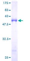 Human SLA2 / SLAP2 Protein (Recombinant GST)