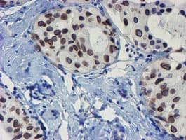 SENP2 Antibody (aa139-523, clone OTI3D3, Carrier-free)