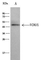 HFH-4 / FOXJ1 Antibody (Preservative Free)