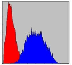 LIMS1 / PINCH Antibody (clone 5G7)