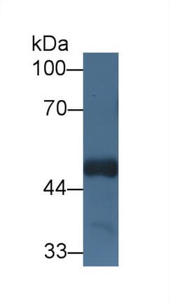 HCF1 / HCFC1 Antibody (aa52-258)