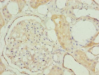 MRPL27 Antibody