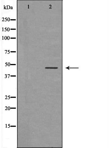 NAP1L1 Antibody