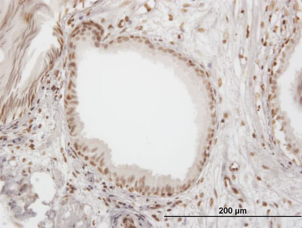 IFI16 Antibody (clone 5C10)