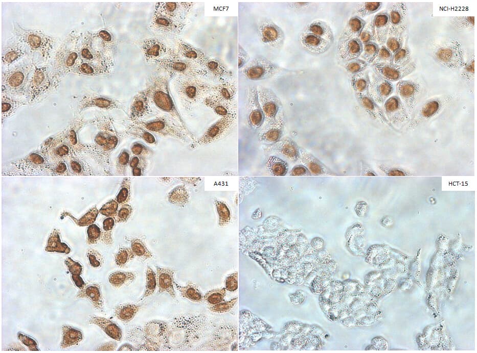 TLE1 / TLE 1 Antibody (aa180-460, clone UMAB253, Carrier-free)