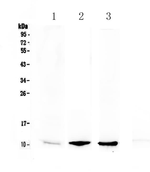 CXCL7 / PPBP Antibody