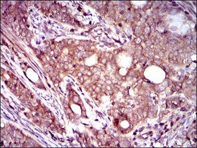 DCTN4 / Dynactin 4 Antibody (Amino Acid: 57-298, clone 3G9D7)