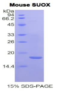 Mouse SUOX / Sulfite Oxidase Protein (Recombinant His)