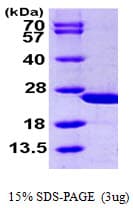 Human CAPS Protein (Recombinant His)