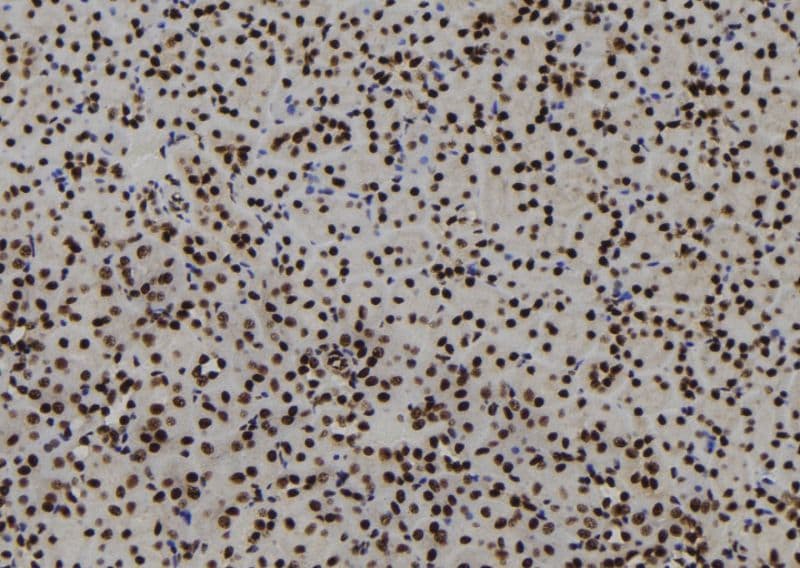 HIST1H1C Antibody