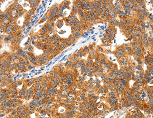 TRAF3 Antibody