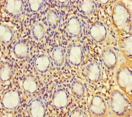 C1orf53 Antibody (aa1-145)