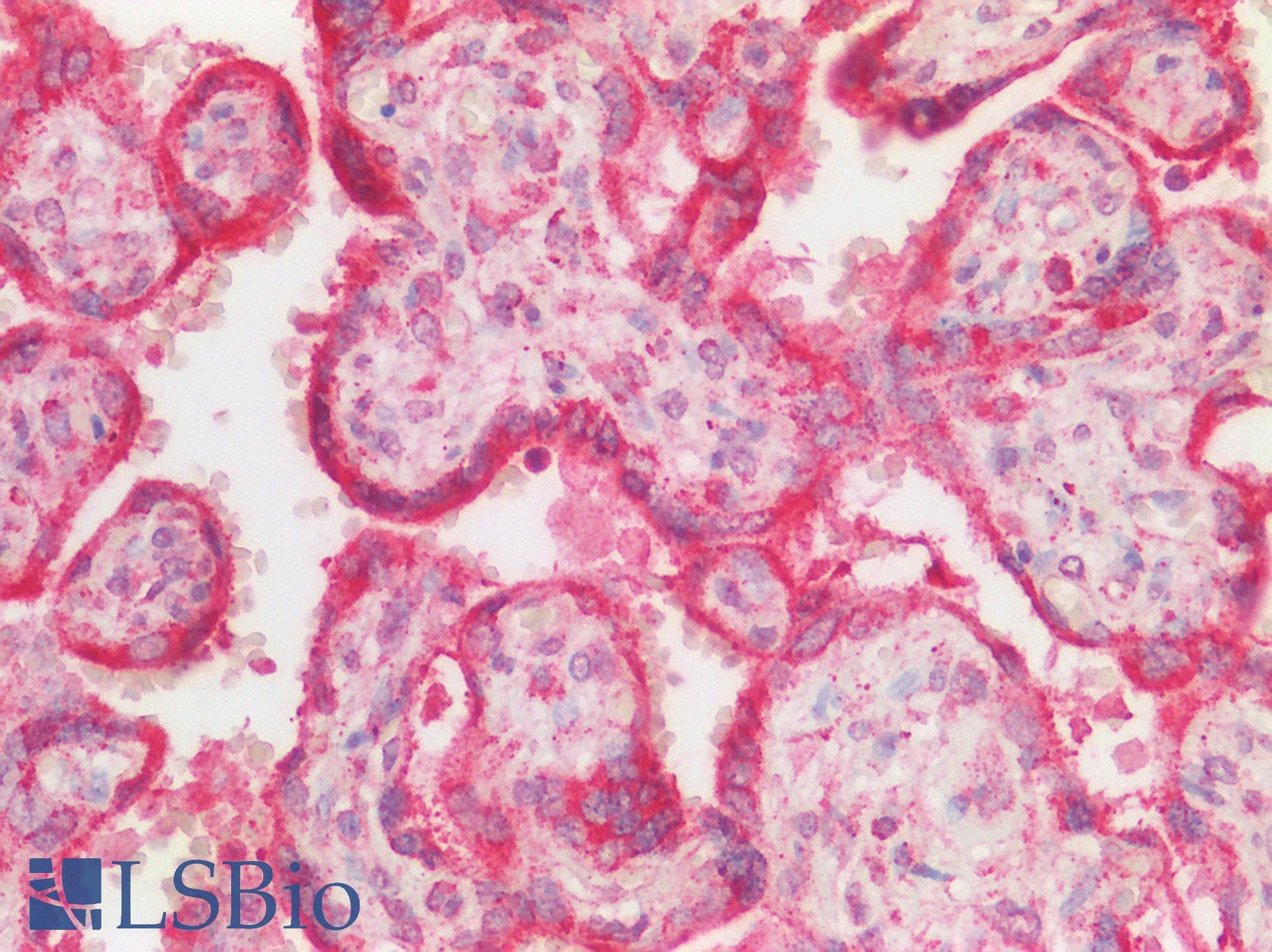 Polyclonal Rabbit anti-Human OS9 Antibody (C-Terminus, IHC, WB)