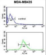 ISLR Antibody (aa333-362)
