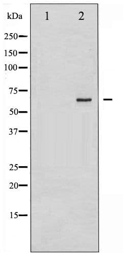 Polyclonal Rabbit anti-Human CDC25B Antibody (phospho-Ser323, WB)