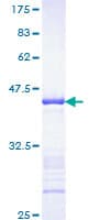 Human FGFR1 / FGF Receptor 1 Protein (Recombinant GST, N-terminus)