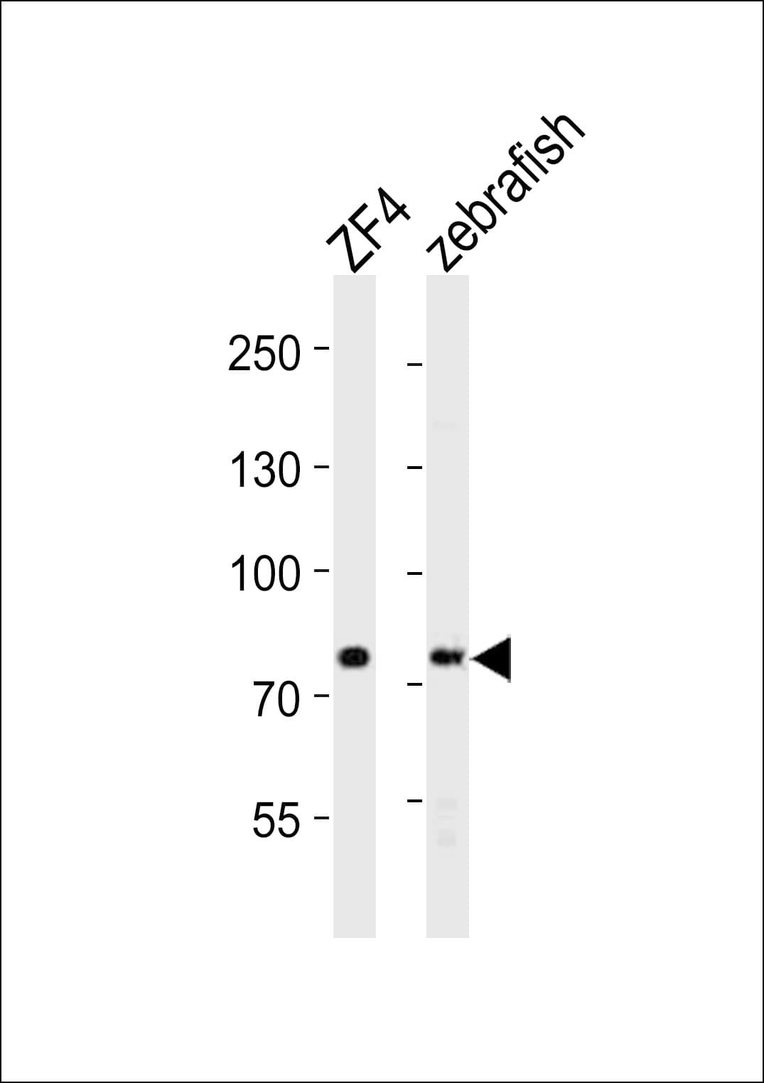 MTMR14 Antibody (C-Terminus)